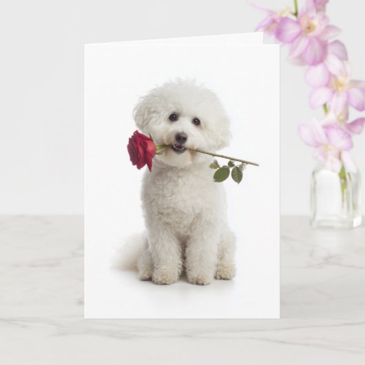 Carte Bichon frisé Valentine – Douce Dévotion (Orchidée)