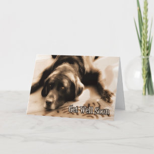 Carte Bien Chocoler Labrador Retriever Chien