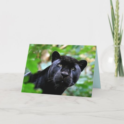 Carte Big Cats Set - 4 (Devant)