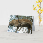 Carte Big Cats Set - 7 (Fleur jaune)