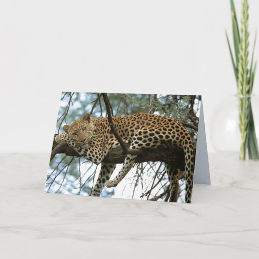 Carte Big Cats Set - 7 (Devant)