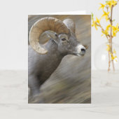 Carte Bighorn courant de désert (Fleur jaune)