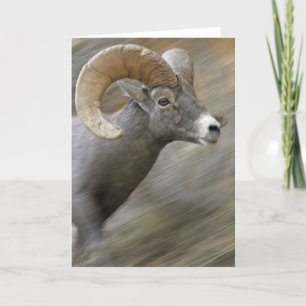 Carte Bighorn courant de désert