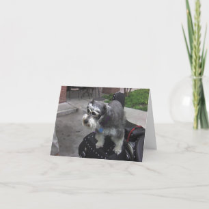 Carte BIKER Schnauzer Minature