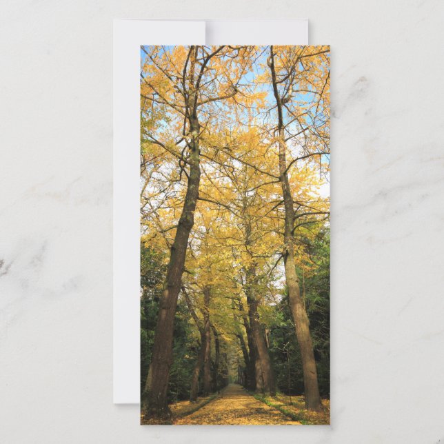 Carte Bilobiers de Ginkgo (Devant)