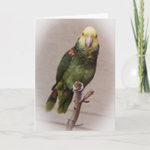 Carte Bird Sympathy Card