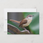 Carte Bird Wren Carte de note nature (Devant)