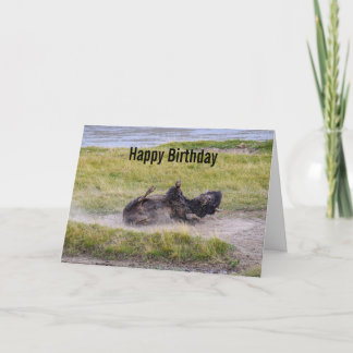 Carte Birthday Bison Wallowing Yellowstone National Park