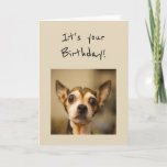 Carte Birthday's are Scary Fun Chihuahua Dog<br><div class="desc">Happy Birthday's are Scary Fun Chihuahua Dog</div>