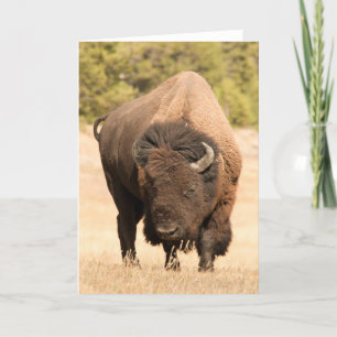 Carte Bison