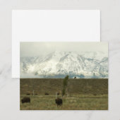 Carte Bison à Grand Teton National Park Photographie (Devant / Derrière)