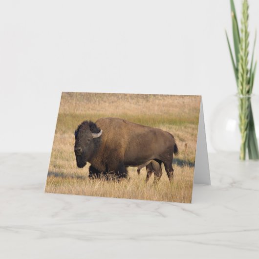 Carte Bison à Yellowstone (Devant)