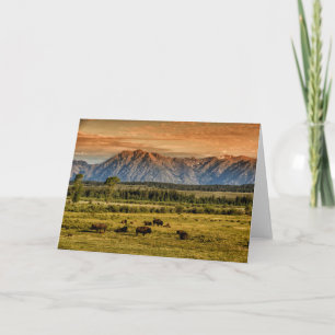 Carte Bison au lever de soleil