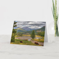 Bison de Yellowstone