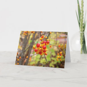 Carte Bittersweet Berries