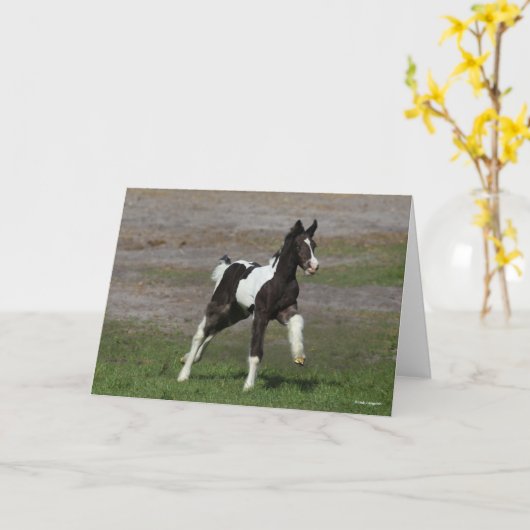 Carte Black and White Gypsy Vanner Foal Running (Fleur jaune)
