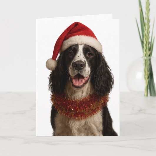 Carte Black and white Springer Spaniel Christmas card (Devant)