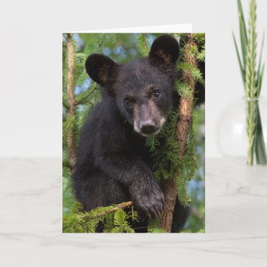 Carte Black Bear Cub Jouer dans les arbres (Devant)