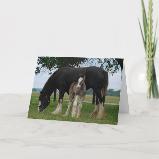 Carte Black Clydesdale et Filly (Devant)