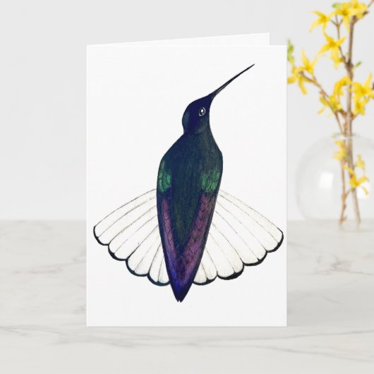 Carte Black Jacobin Hummingbird  (Fleur jaune)
