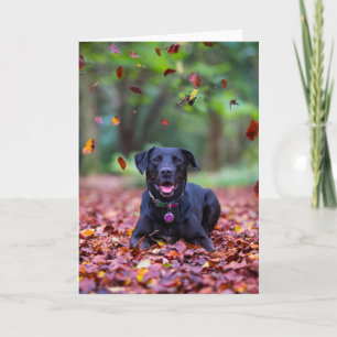 Carte Black Labrador Dans Les Feuilles Automnes