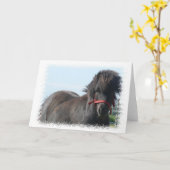 Carte Black Pony Greeting Card (Fleur jaune)