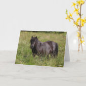 Carte Black Shetland Stallion Standing In Grass (Fleur jaune)