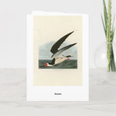 Carte Black Skimmer, Shearwater Audubon Birds of America (Dos)
