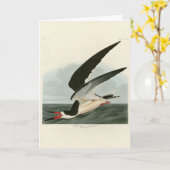 Carte Black Skimmer, Shearwater Audubon Birds of America (Fleur jaune)