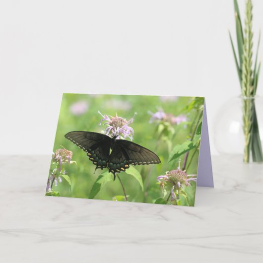 Carte Black Swallowtail femelle (Devant)