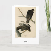 Carte Black Warrior (Buse à queue rouge) d'Audubon Birds (Dos)