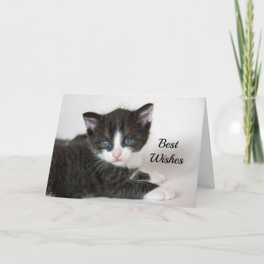 Carte Black White Kitten Félicitations Mariage (Devant)