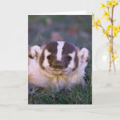 Carte Blaireau (Fleur jaune)