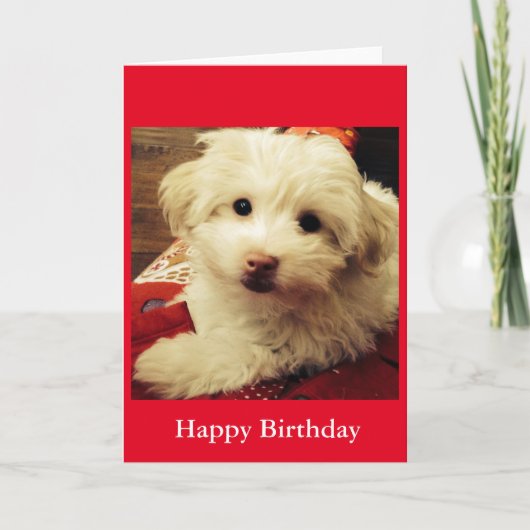 Carte Blanc puppy on Red Blanket Happy Birthday (Devant)