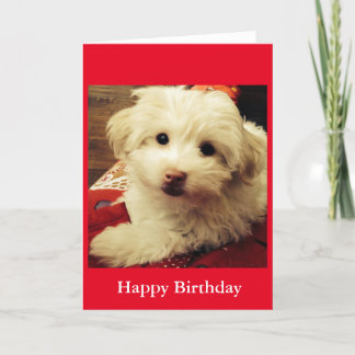 Carte Blanc puppy on Red Blanket Happy Birthday