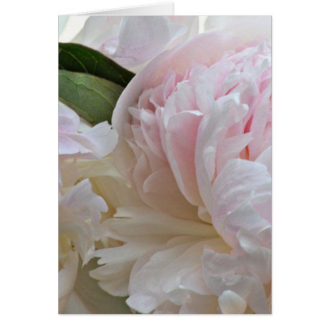Carte blanche (Devant)