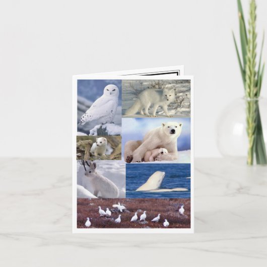 Carte blanche (Devant)