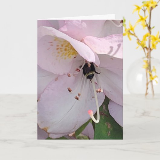 Carte blanche abeille (Fleur jaune)