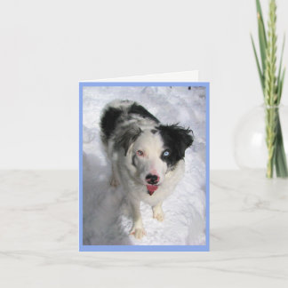 carte blanche Australian Shepherd dans la neige