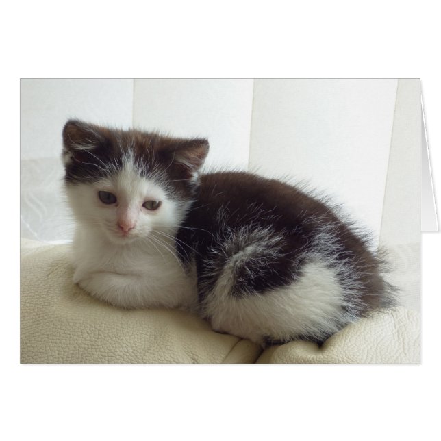 Carte blanche avec chaton mignonne posant (Devant horizontal)