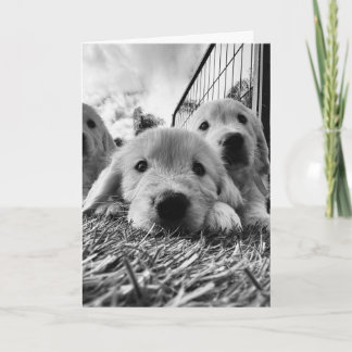 Carte blanche avec chiots