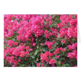 Carte blanche avec de beaux bougainvilliers roses
