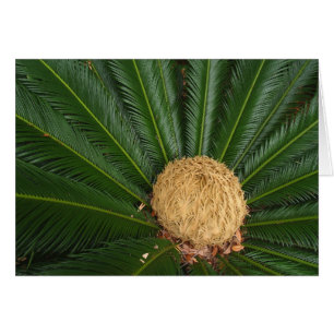 Carte blanche avec Palm