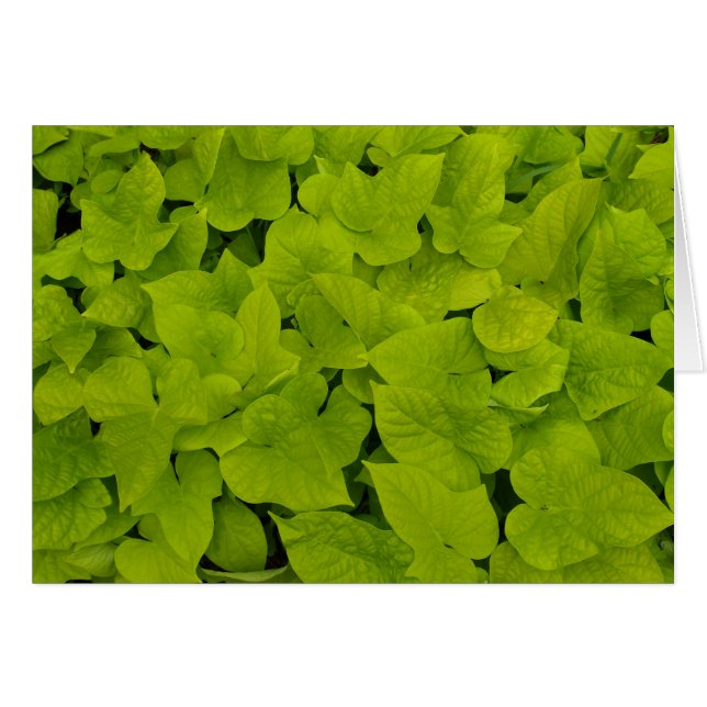 Carte blanche avec vignes de pomme de terre sucrée (Devant Horizontal)