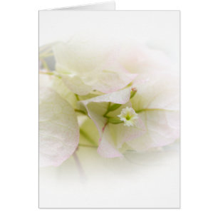 Carte blanche Bougainvillier