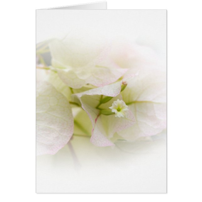 Carte blanche Bougainvillier (Devant)