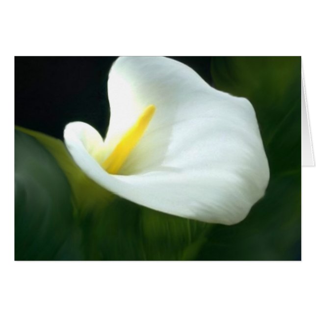 Carte blanche Calla Lily (Devant horizontal)