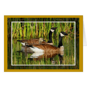 Carte blanche Canada Goose Family