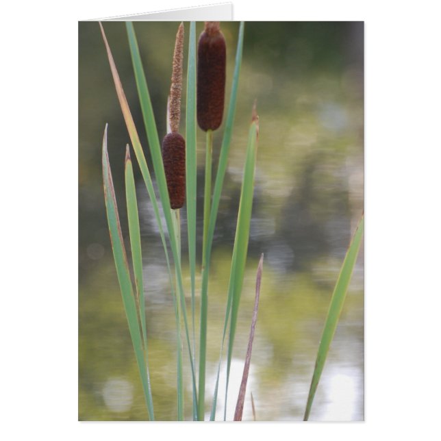 Carte blanche - Cattails (Devant)