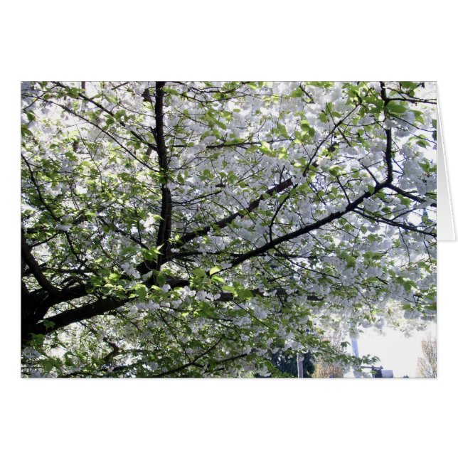 Carte blanche cerisier japonais (Devant horizontal)